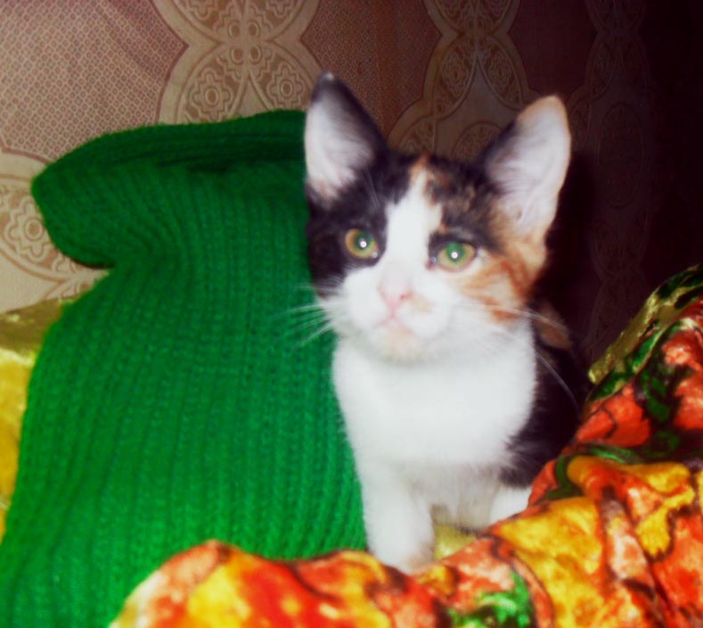 улит.jpg