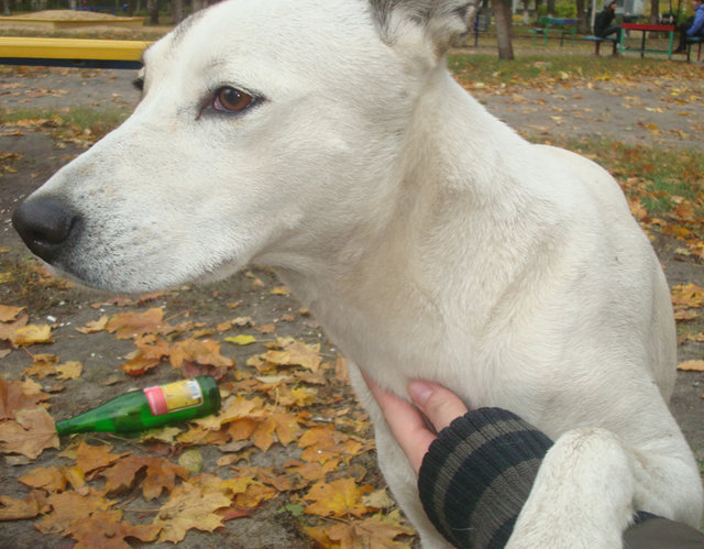 DSC04471.jpg