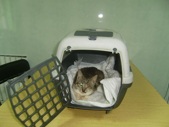 маркизик.JPG