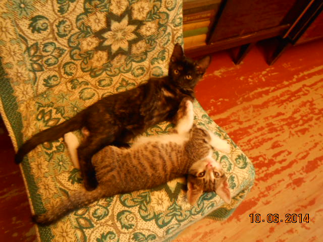 DSCN0700.jpg