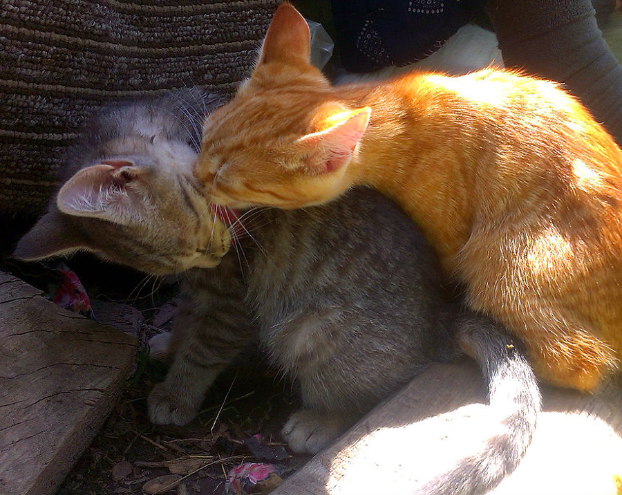 Братик и сестра.jpg (184.76 КБ) Просмотров: 4295 Братик и сестра.jpg