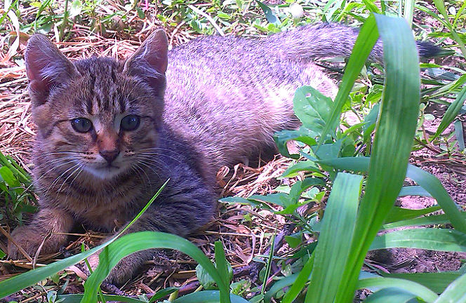 Серый Тигрёнок 1.jpg