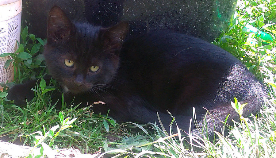 Уголёк.jpg (192.84 КБ) Просмотров: 4283 Уголёк.jpg