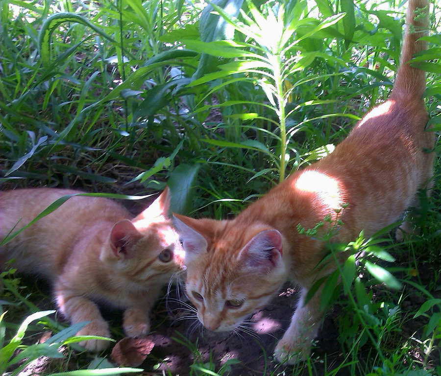 Рыжики.jpg (246.25 КБ) Просмотров: 4300 Рыжики.jpg