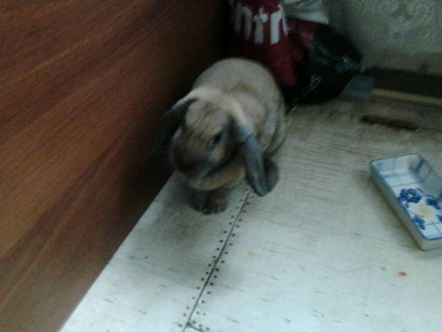 rabbit.jpg