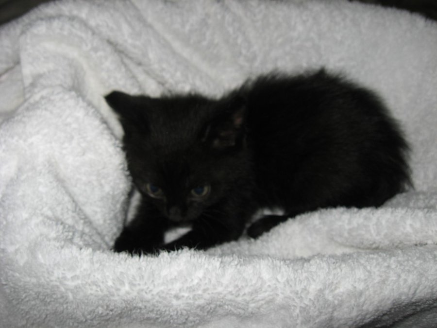 IMG_3981.JPG (97.47 КБ) Просмотров: 2774 IMG_3981.JPG