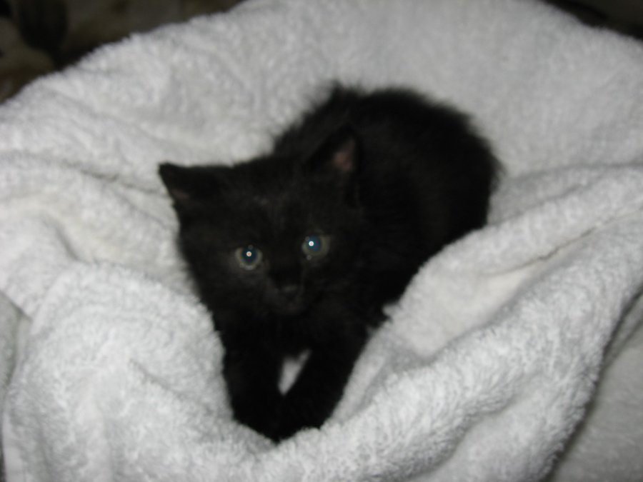 IMG_3982.JPG (83.27 КБ) Просмотров: 2774 IMG_3982.JPG