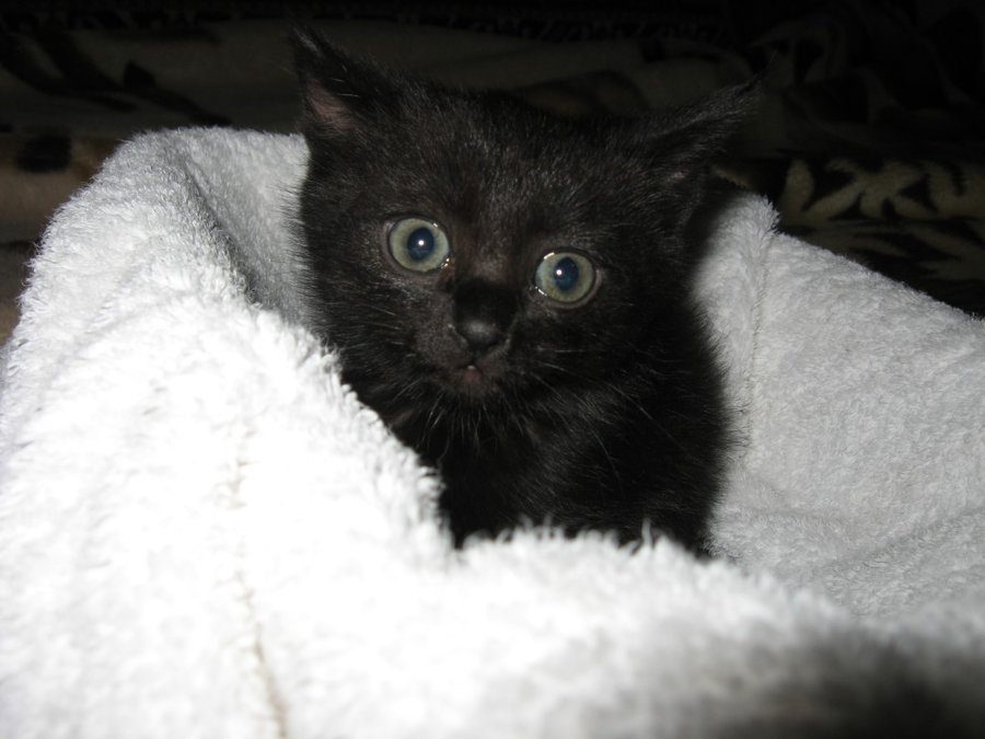 IMG_3983.JPG (111.95 КБ) Просмотров: 2773 IMG_3983.JPG