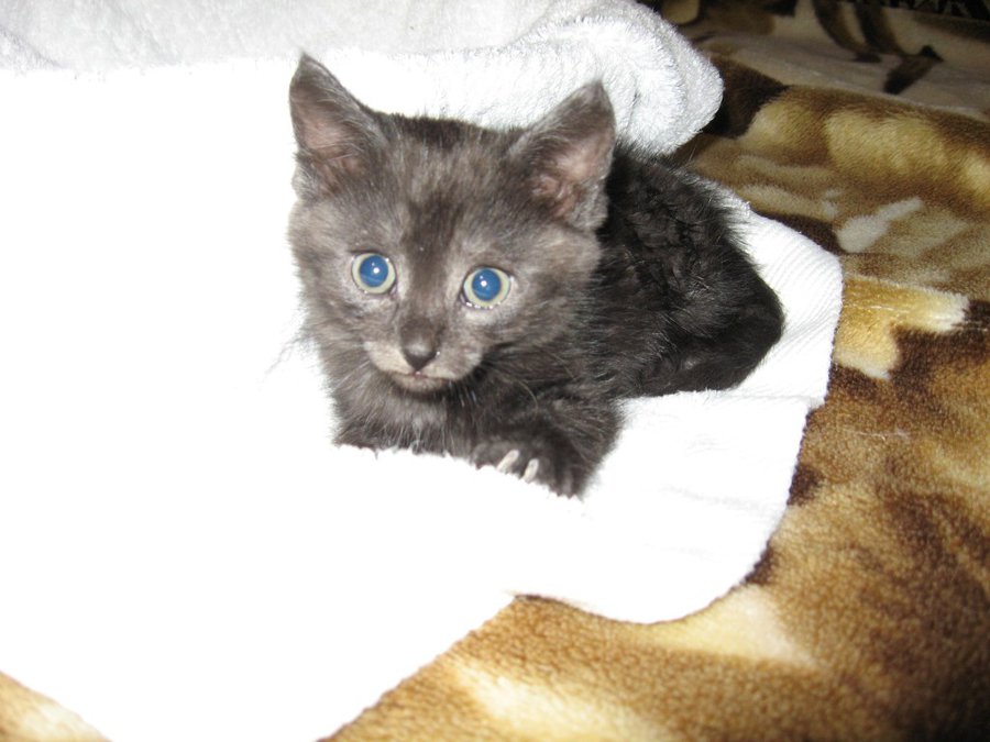 IMG_3985.JPG (123.82 КБ) Просмотров: 2774 IMG_3985.JPG