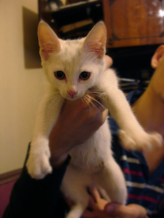 cat crop.jpg