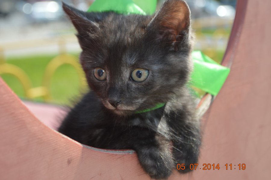 DSC_0369.jpg (97.53 КБ) Просмотров: 2741 DSC_0369.jpg