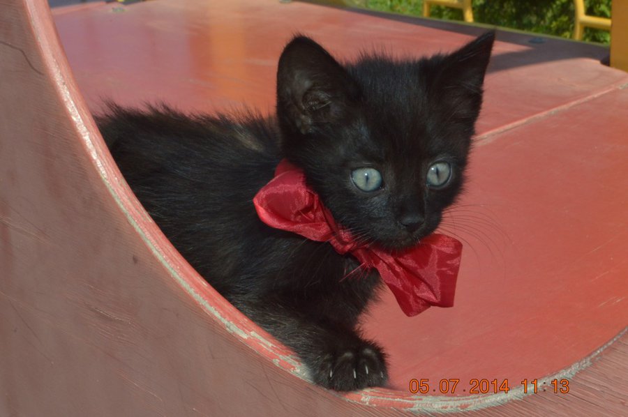 DSC_0331.jpg (114.98 КБ) Просмотров: 2741 DSC_0331.jpg