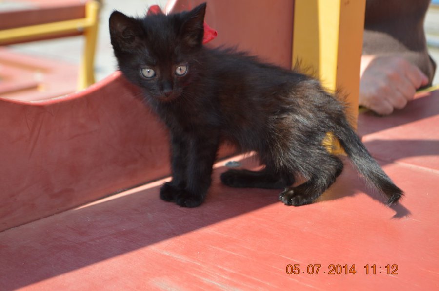 DSC_0317.jpg (102.35 КБ) Просмотров: 2742 DSC_0317.jpg