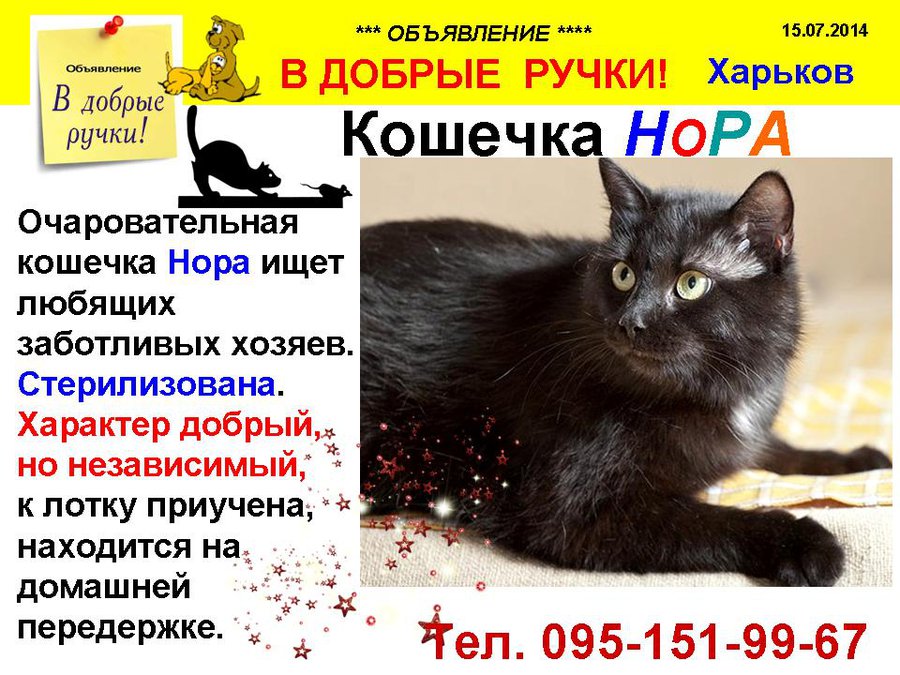 през_НОРА.jpg