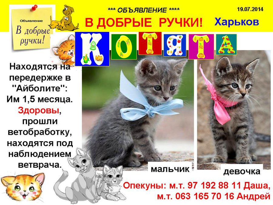 през_котята_2.jpg