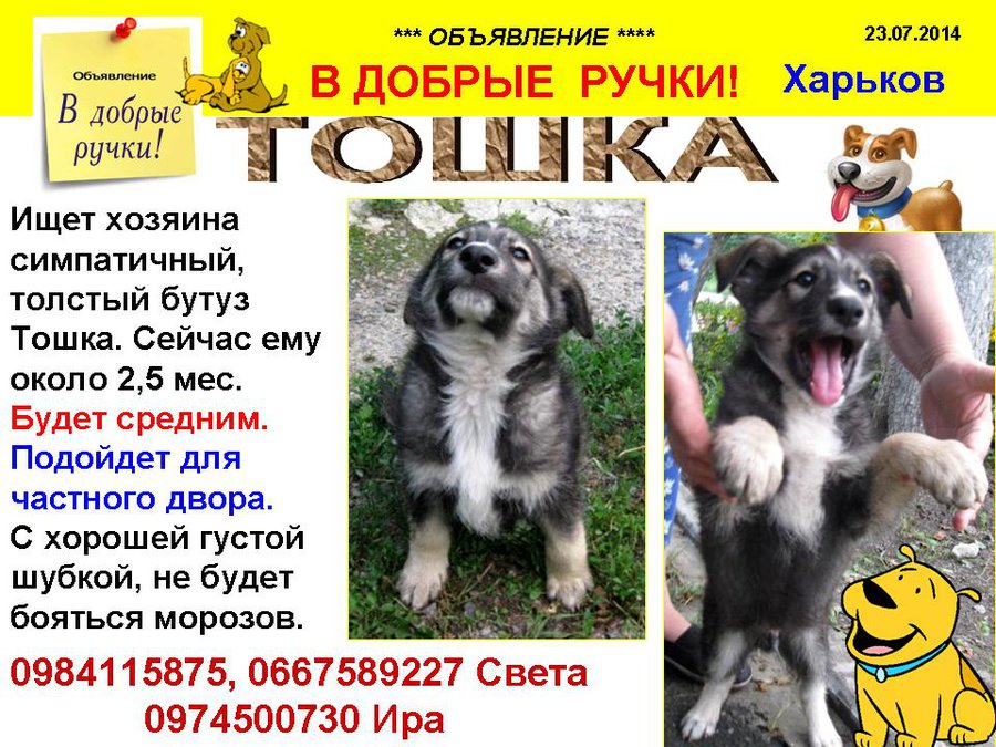 през_ТОШКА.jpg