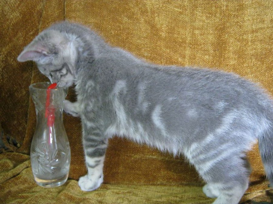 Грейси3.jpg
