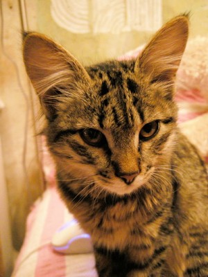 6коша.jpg