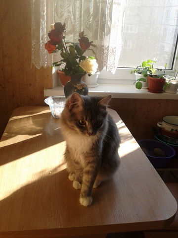 кот.jpg