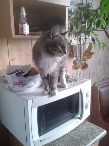 кот 1.jpg