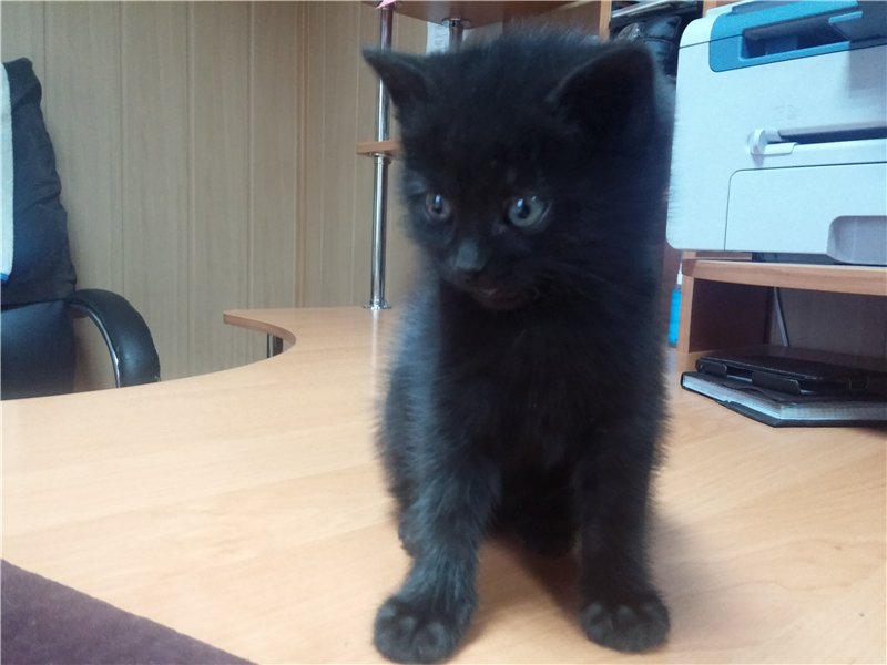 котенок2.jpg