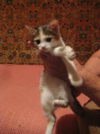 catz 009.jpg