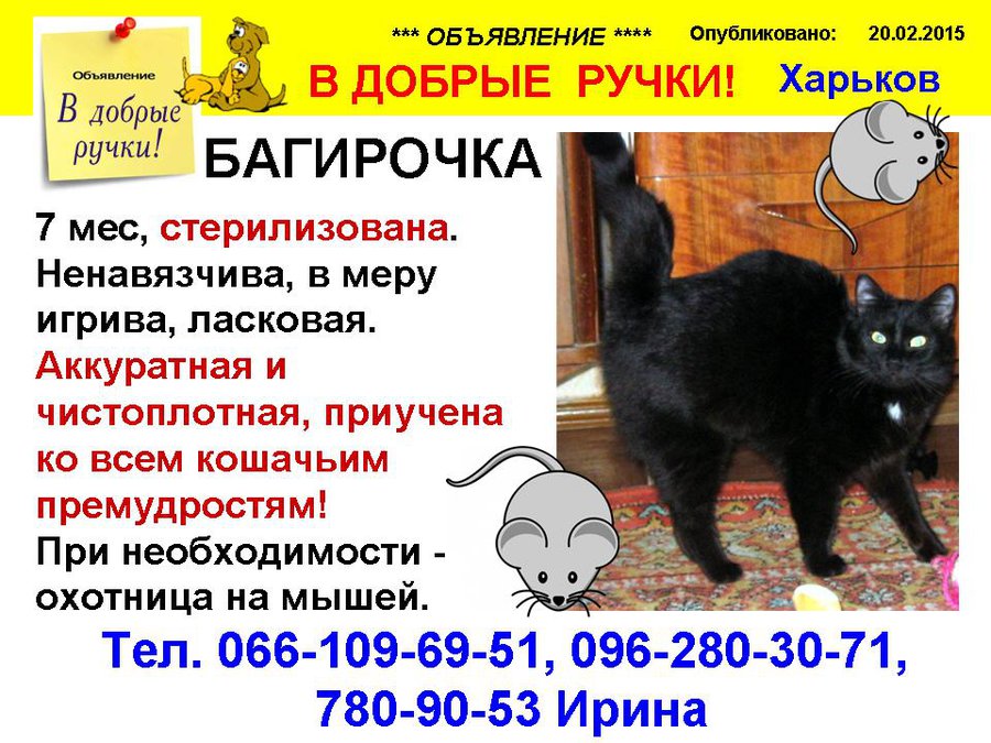 БАГИРА.jpg