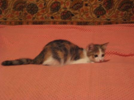 catz 015.jpg