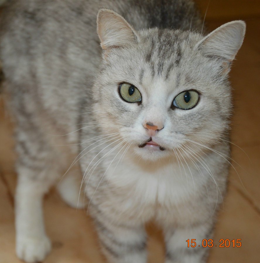 DSC_45471Кот.jpg