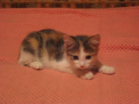 catz 020.jpg