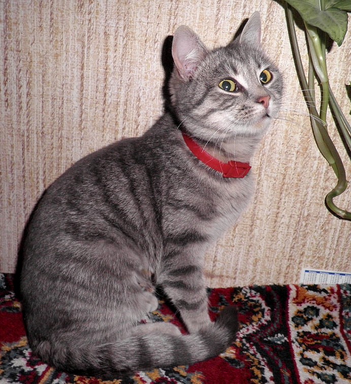 Луша1.jpg