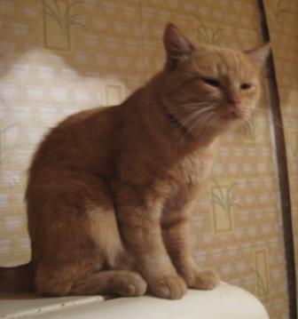 catz 022.jpg