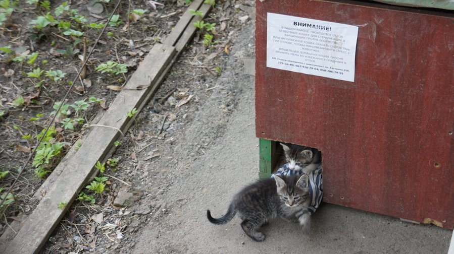 котята.jpg