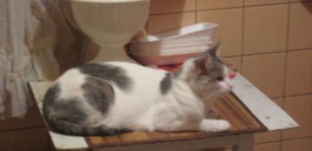 catz 024.jpg