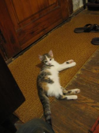 catz 026.jpg