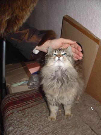2 кот 2.jpg