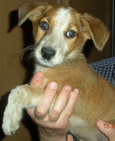 Митяй.jpg