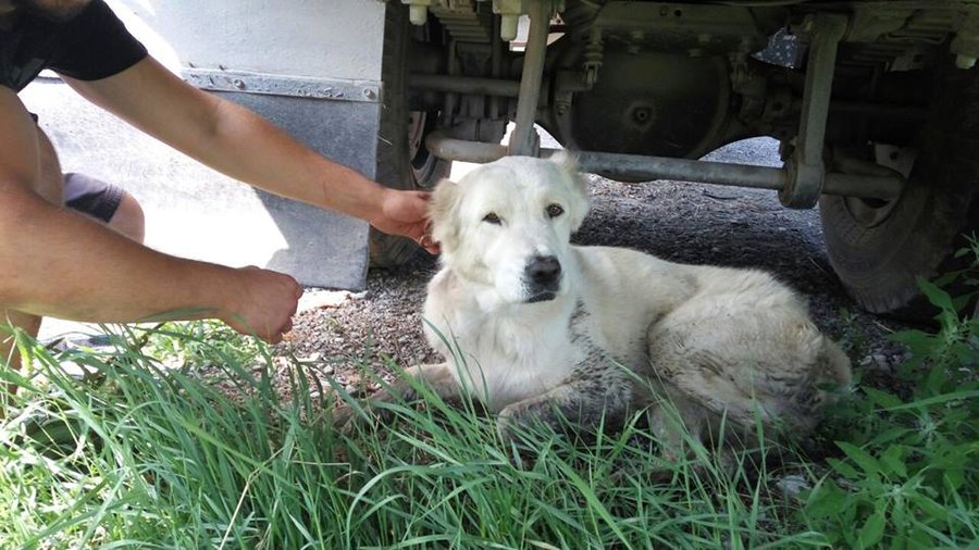 13880254_1561886597453648_8616877772503620976_n.jpg (86.11 КБ) Просмотров: 3604 13880254_1561886597453648_8616877772503620976_n.jpg