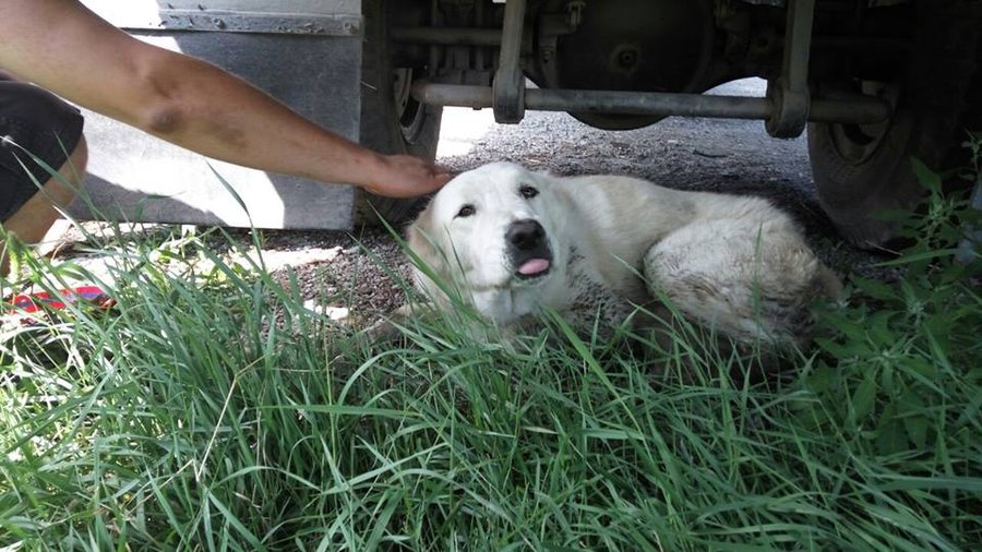 13935065_1561886574120317_647483449955172544_n.jpg (91.27 КБ) Просмотров: 3604 13935065_1561886574120317_647483449955172544_n.jpg