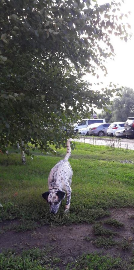 13880143_915537258568987_532582640508768874_n.jpg (93.69 КБ) Просмотров: 3780 13880143_915537258568987_532582640508768874_n.jpg