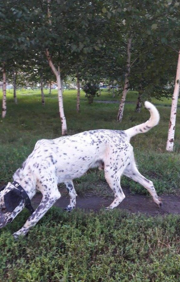 13939502_915537265235653_6594769408496724252_n.jpg (92.89 КБ) Просмотров: 3780 13939502_915537265235653_6594769408496724252_n.jpg